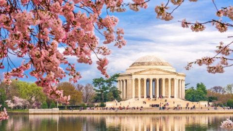 Photo of Jefferson Memorial in Washington, DC from across the Tidal Basin with blossoming cherry blossom trees in the foreground.