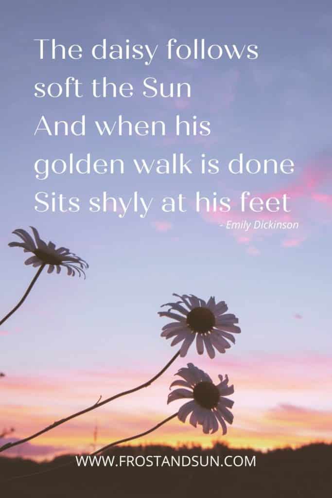 Photo of 3 daisies with the sun setting in the background. Text at the top reads: The daisy follows soft the Sun And when his golden walk is done Sits shyly at his feet.