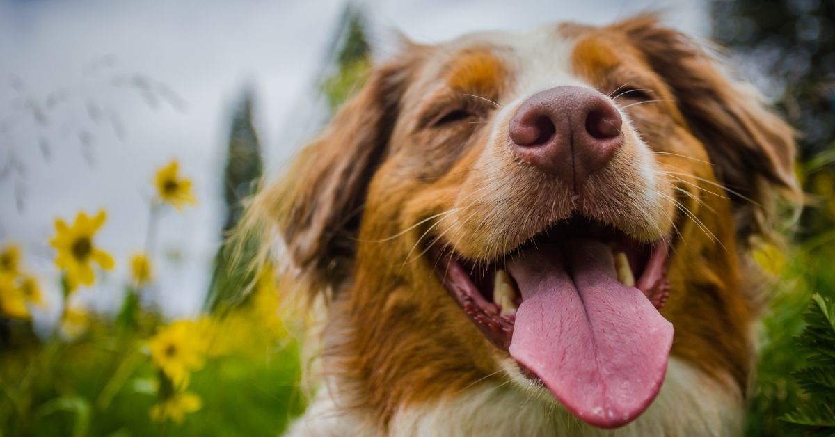 Closeup of a dog with his tongue hanging out with yellow flowers and trees in the background.