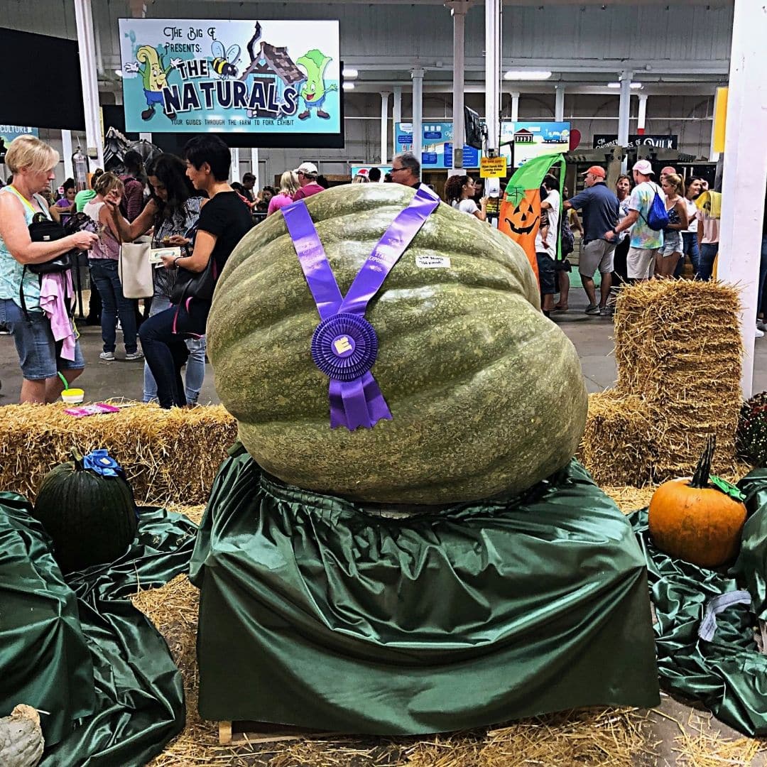 Closeup of a massive squash with a blue prize ribbon draped over it.