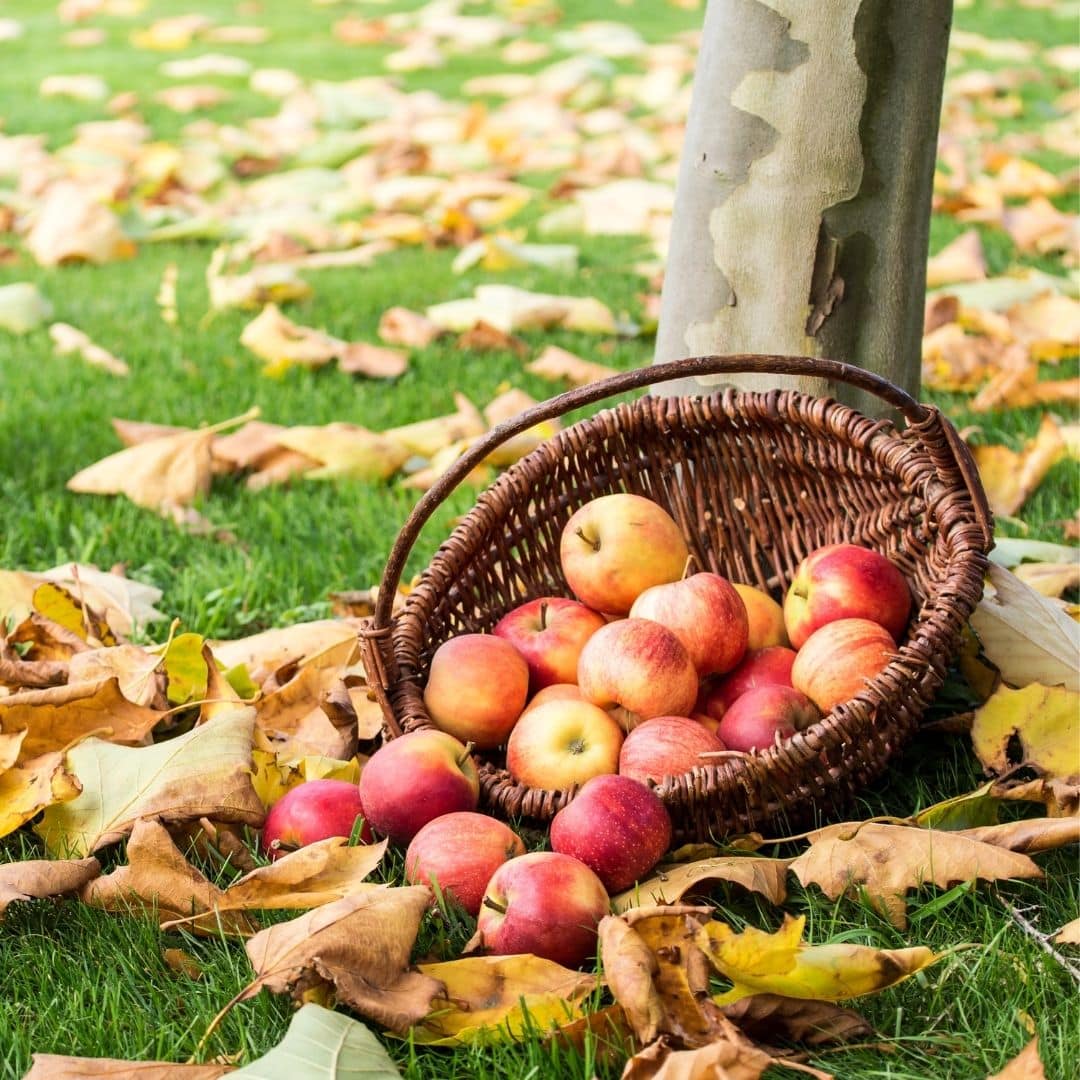 Photo of a woven basket with apples spilling out of it and fallen leaves covering the ground.