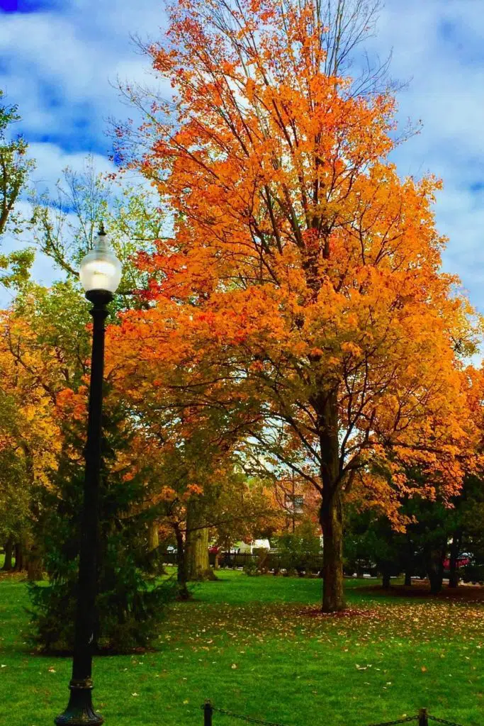 Photo of the Boston Common in Fall with orange and yellow Fall foliage.