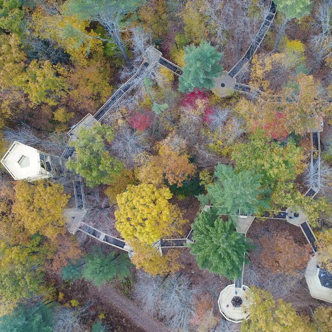 Aerial view of the canopy walk at the Vermont Institute of Natural Science in the Fall.