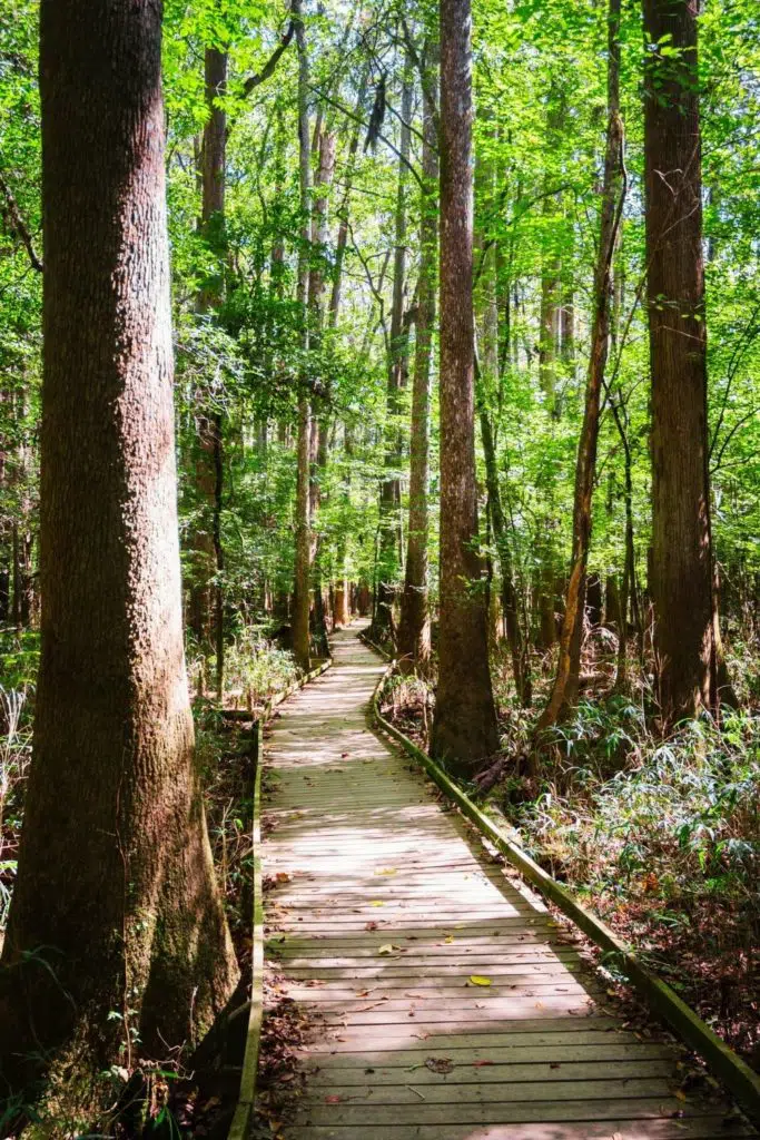 Photo of a boardwalk-style hiking path through Congaree National Park in South Carolina.