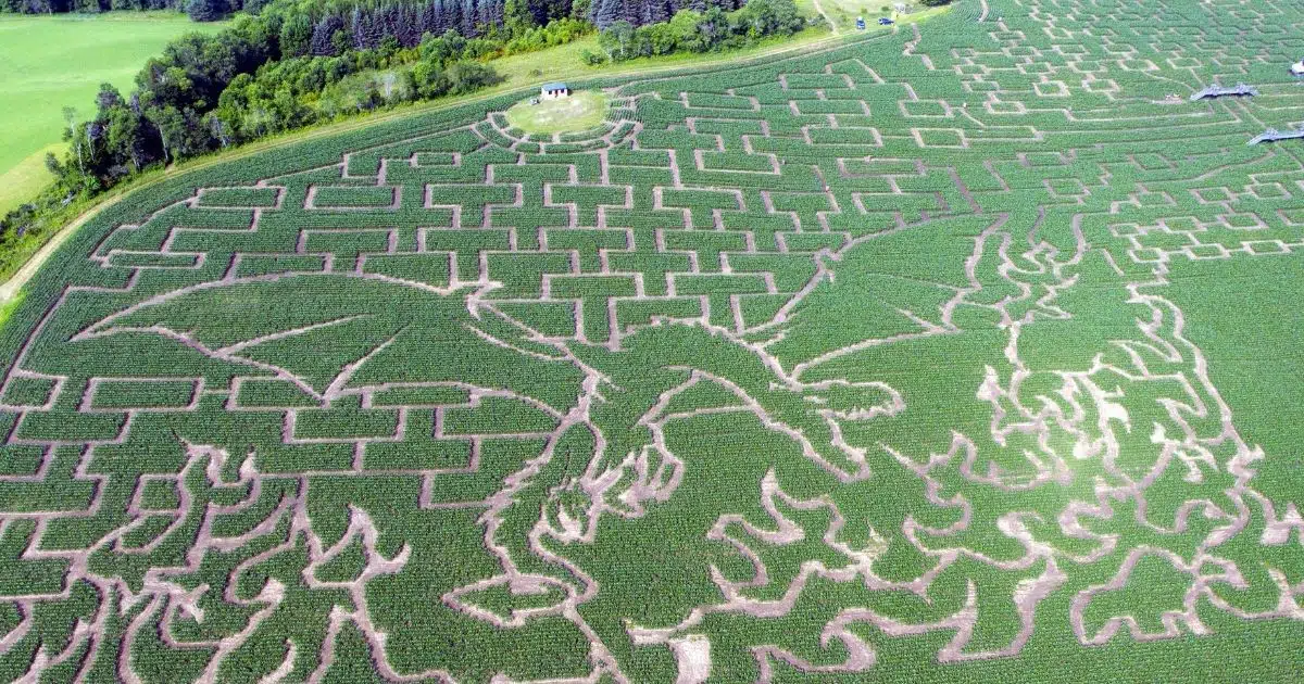 Aerial photo of the Great Vermont Corn Maze, showing a dragon breathing fire etched into the corn fields.
