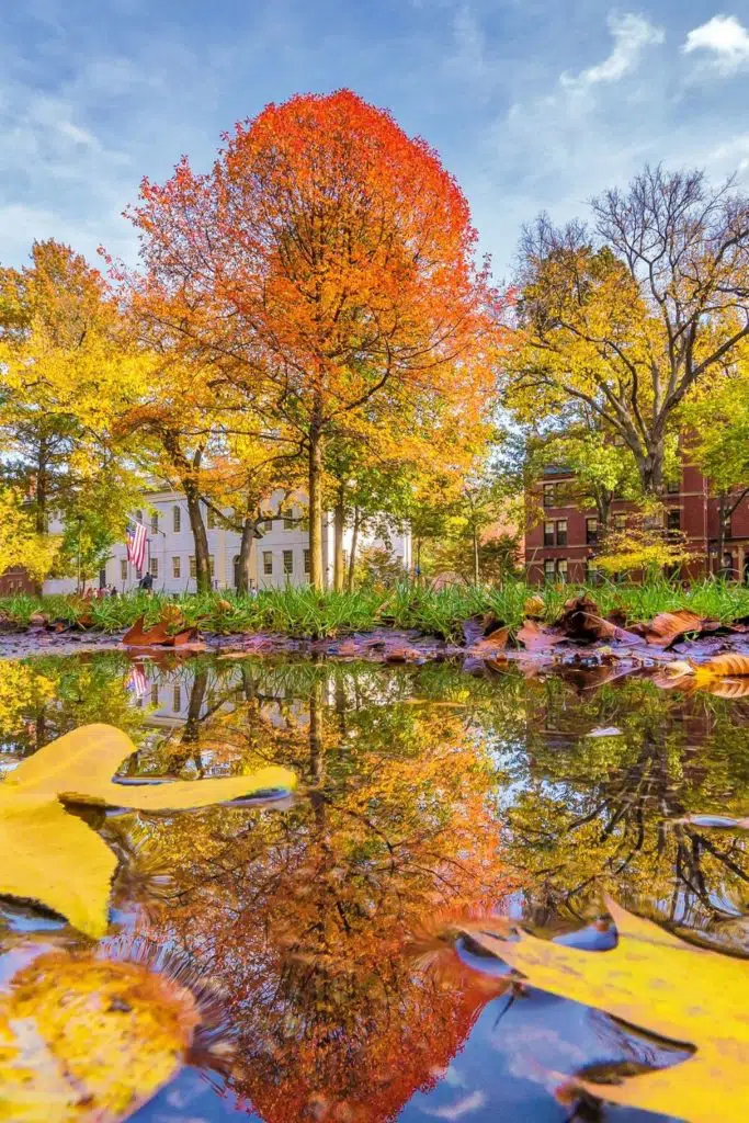 Photo of Harvard Square in the Fall with yellow and orange foliage.