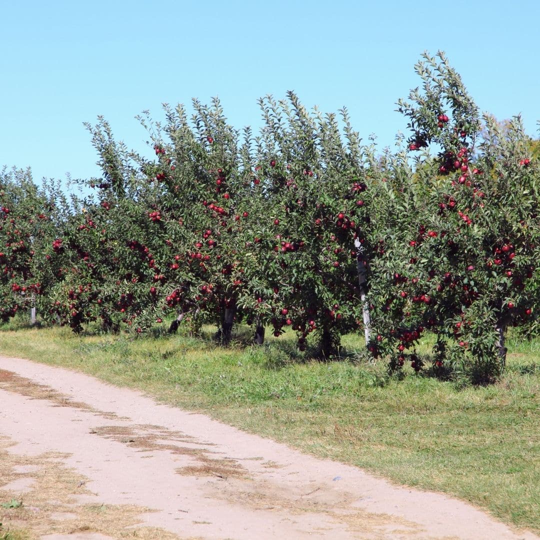 Photo of apple trees at an orchard in Vermont, ready to be picked.