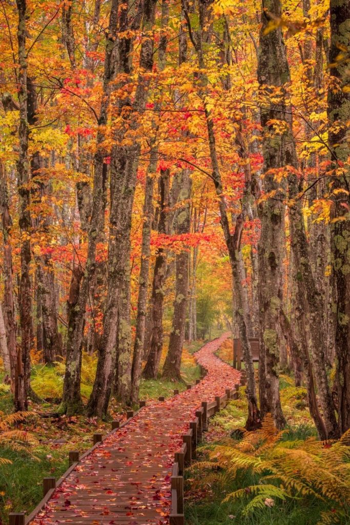 Photo of the Jesup Path in Acadia National Park, covered in Fall leaves with Fall foliage all around it.