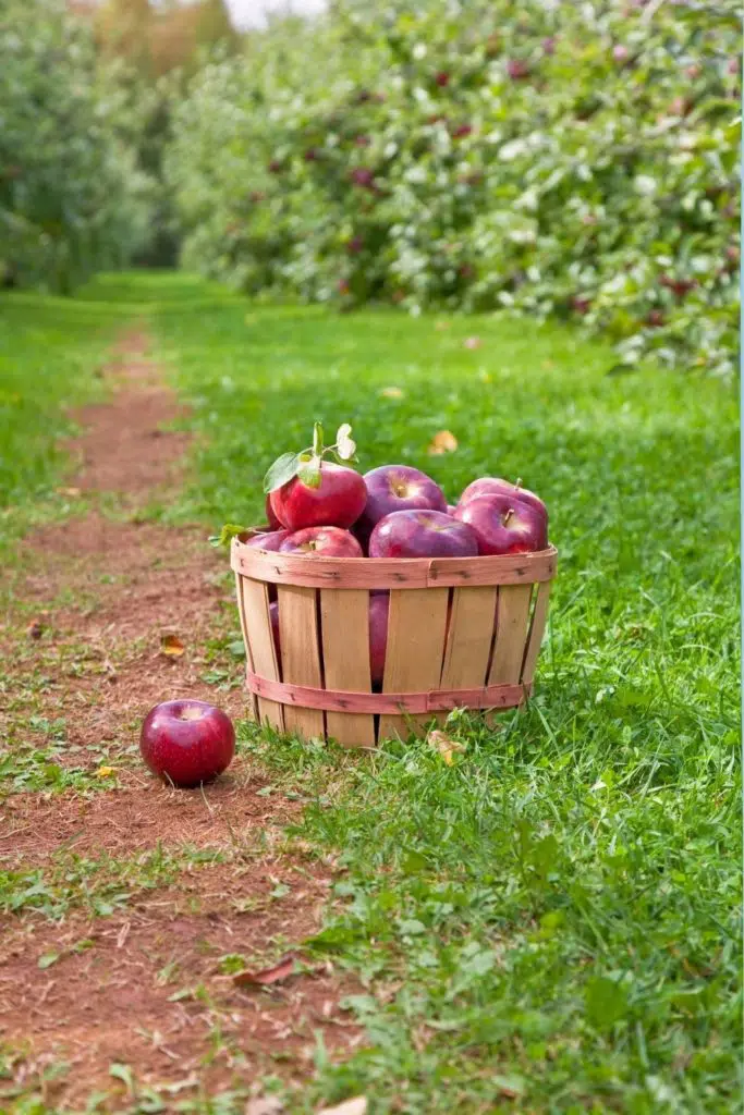 Photo of a wooden barrel filled with red apples in between rows of apple trees.