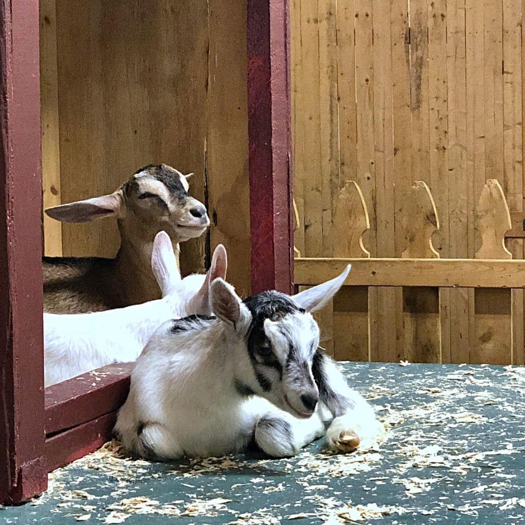 Photo of 3 goats resting in a pen at the Big E fair.