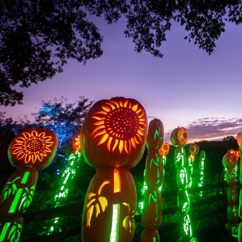 Photo of pumpkins stacked tall with sunflower carved into them.
