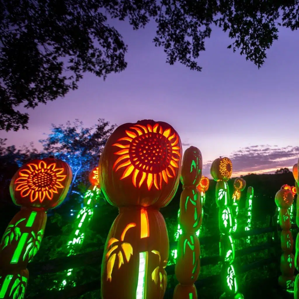 Photo of pumpkins stacked tall with sunflower carved into them.
