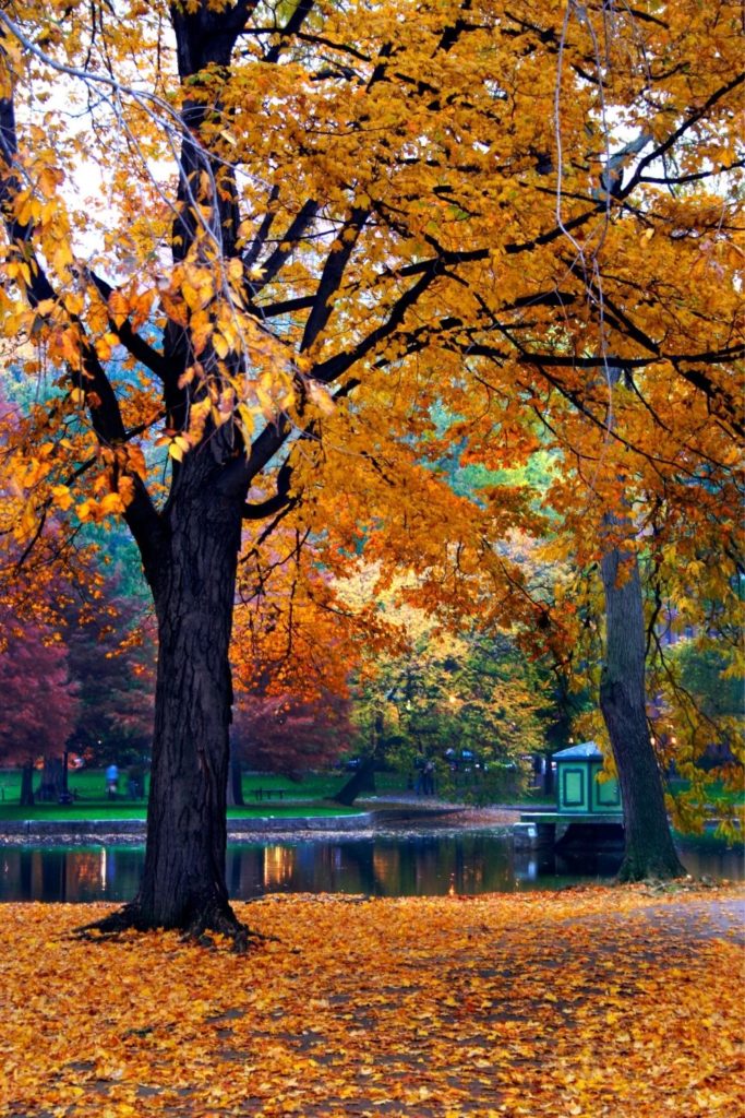 Photo of the Boston Public Garden in the Fall.