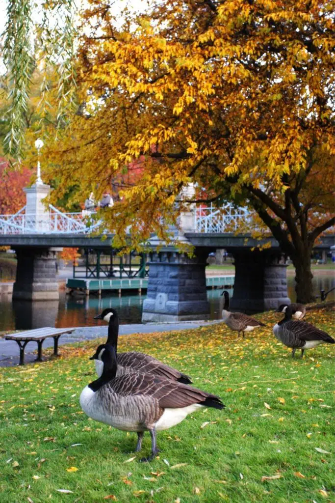 Photo of Canadian geese hanging out in Boston Public Garden in the Fall.