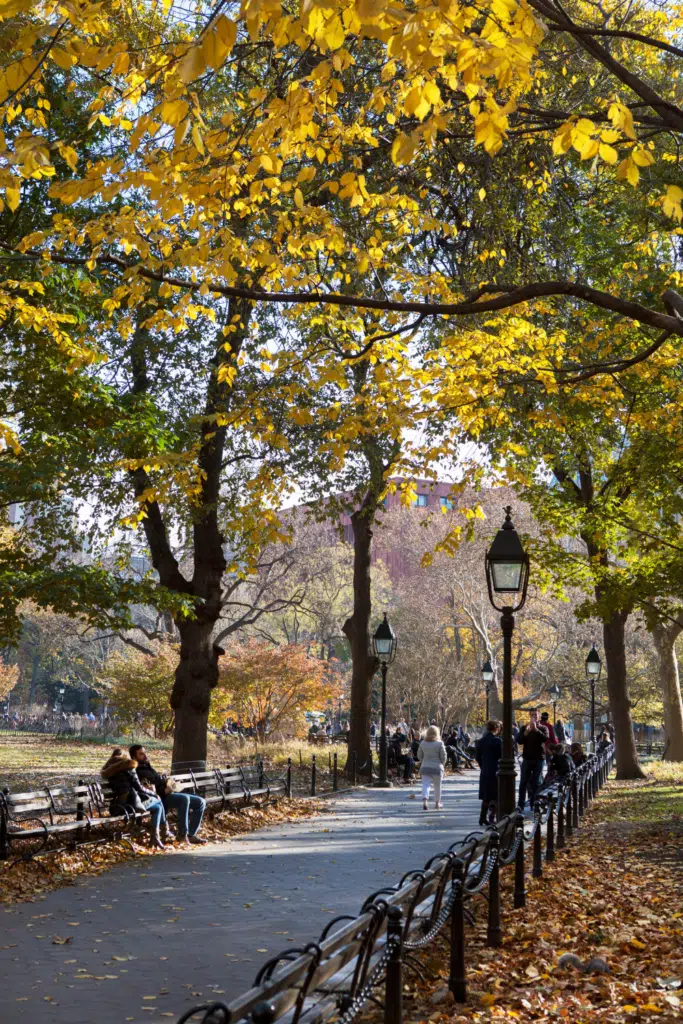 Photo of a path through Central Park with Fall foliage throughout the park.