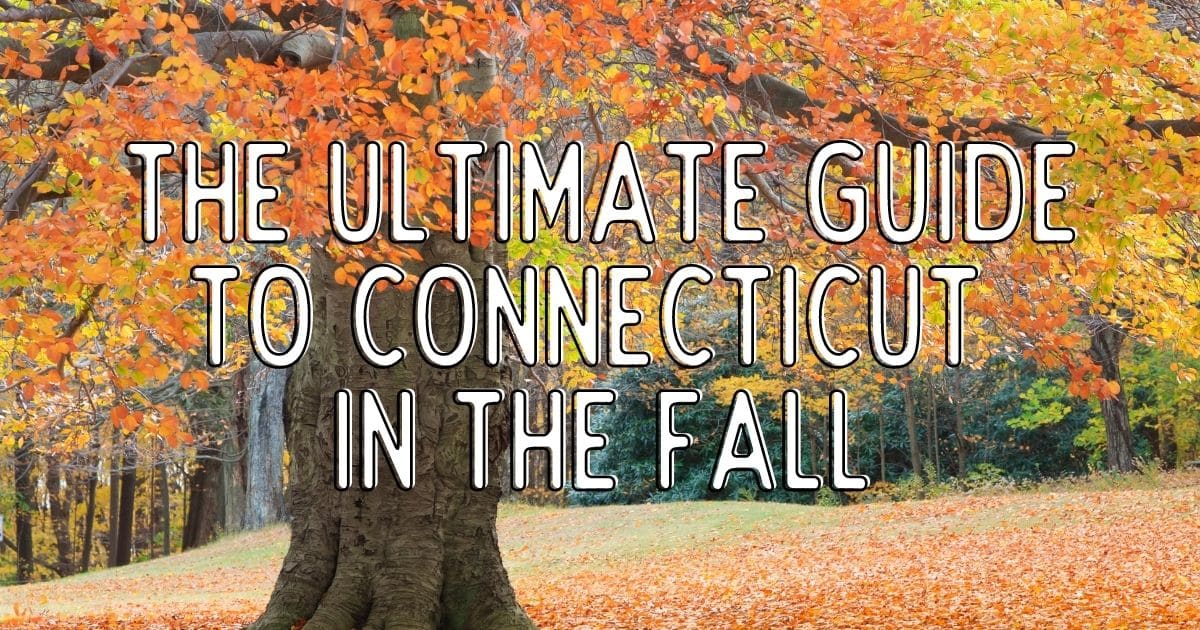 Photo of a tree with orange and yellow leaves, plus more Fall leaves on the ground. Text overlay reads 