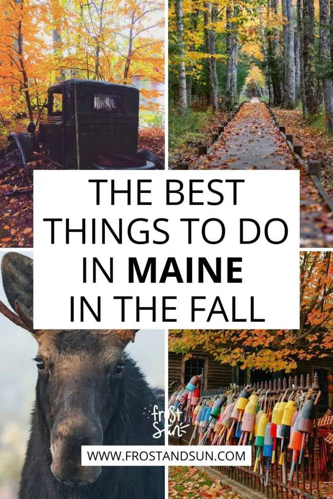 Grid with 4 photos, clockwise L-R: vintage truck parked in the wood amidst Fall foliage, photo of a wooden boardwalk in the woods during Autumn, photo of a house with Fall trees and colorful buoys in the yard, and a closeup of a moose. Text in the middle reads "The Best Things to Do in Maine in the Fall."