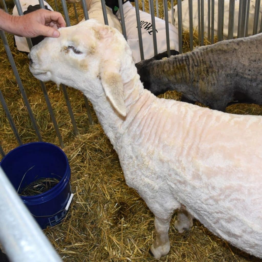 Closeup of a shorn sheep and a person petting its head.