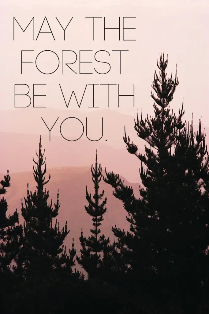 Closeup of evergreen trees against a pink dusky sky. Text overlay reads "May the forest be with you."