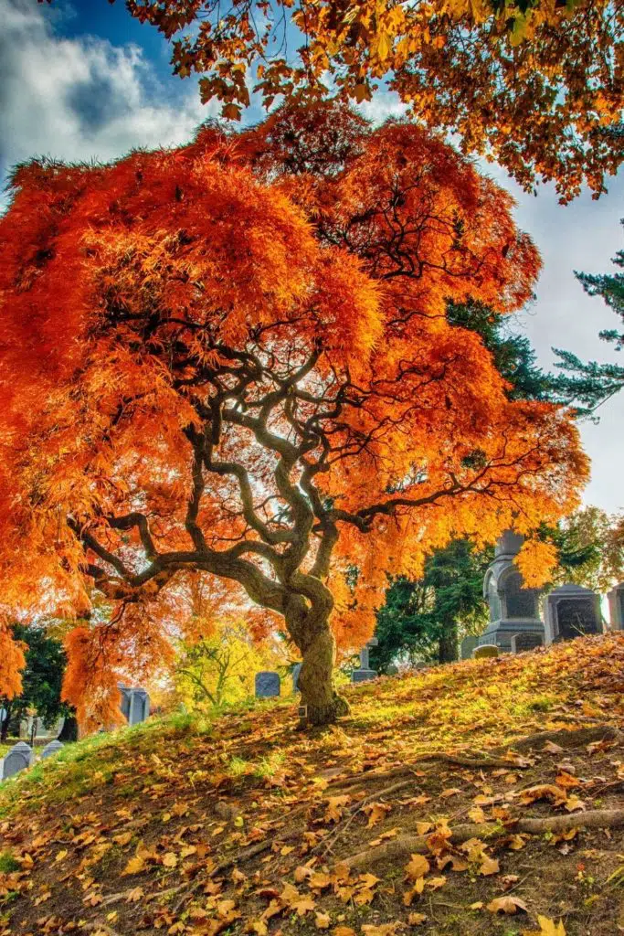 Photo of a tree with bright orange leaves in a cemetery.