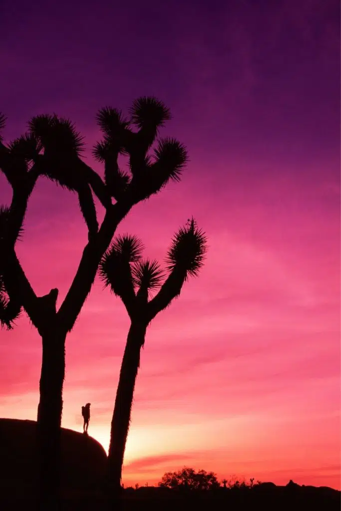 Photo of a silhouette of a person amongst Joshua Trees during sunset.