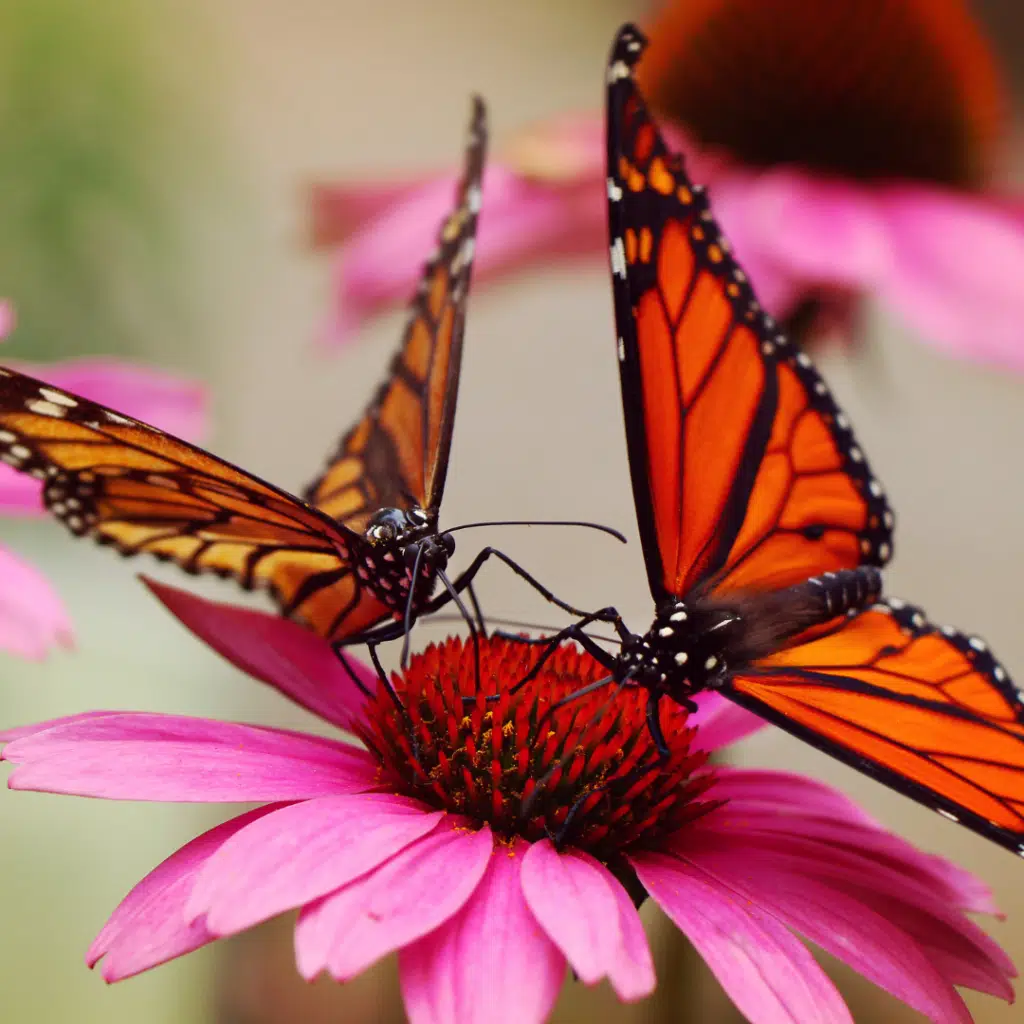 Closeup of 2 Monarch butterflies on a pink flower.