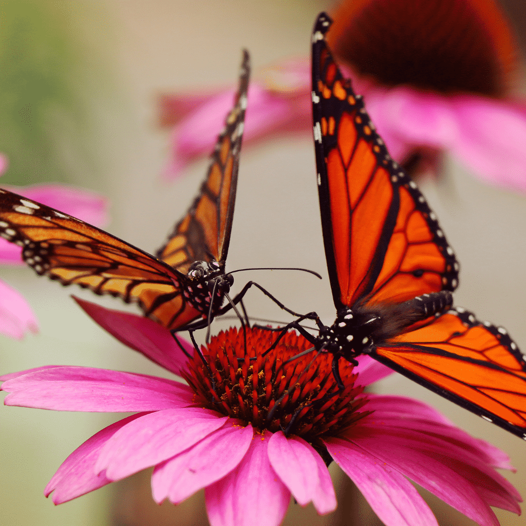 Closeup of 2 Monarch butterflies on a pink flower.