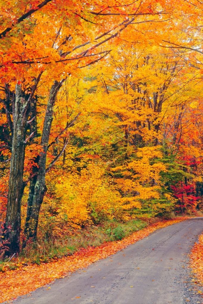 Photo of a small country road lined by Fall trees.