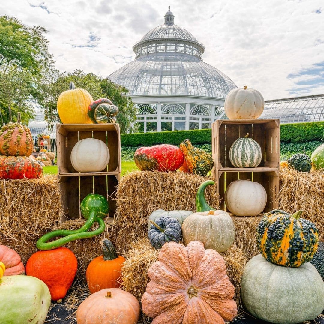 Photo of pumpkins and gourds displayed at the New York Botanic Garden.