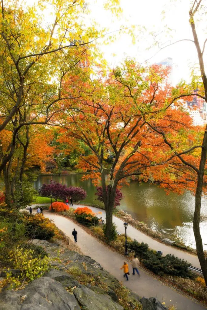 Aerial photo of the walking path along the reservoir in Central Park with lots of Autumn trees.