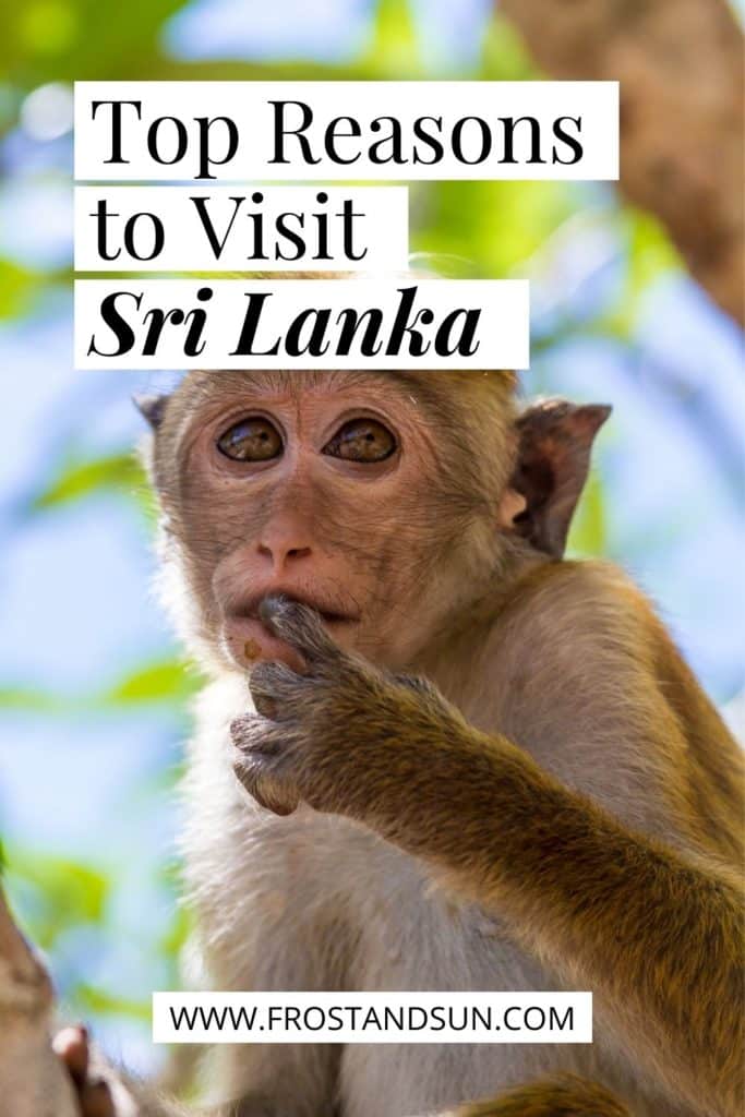 Closeup of a small monkey perched in a tree. Text at the top of the photo reads "Top Reasons to Visit Sri Lanka."