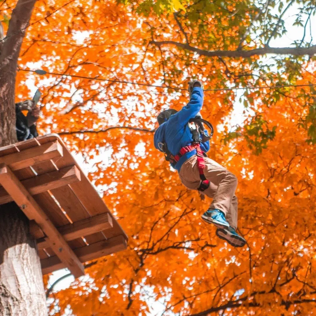 Photo from the ground of a child ziplining beneath orange Fall foliage at The Adventure Park in Storrs, CT.