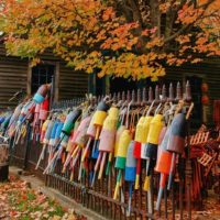 Photo of a tree with yellow and orange leaves. A fence below it is decorated with colorful buoys.