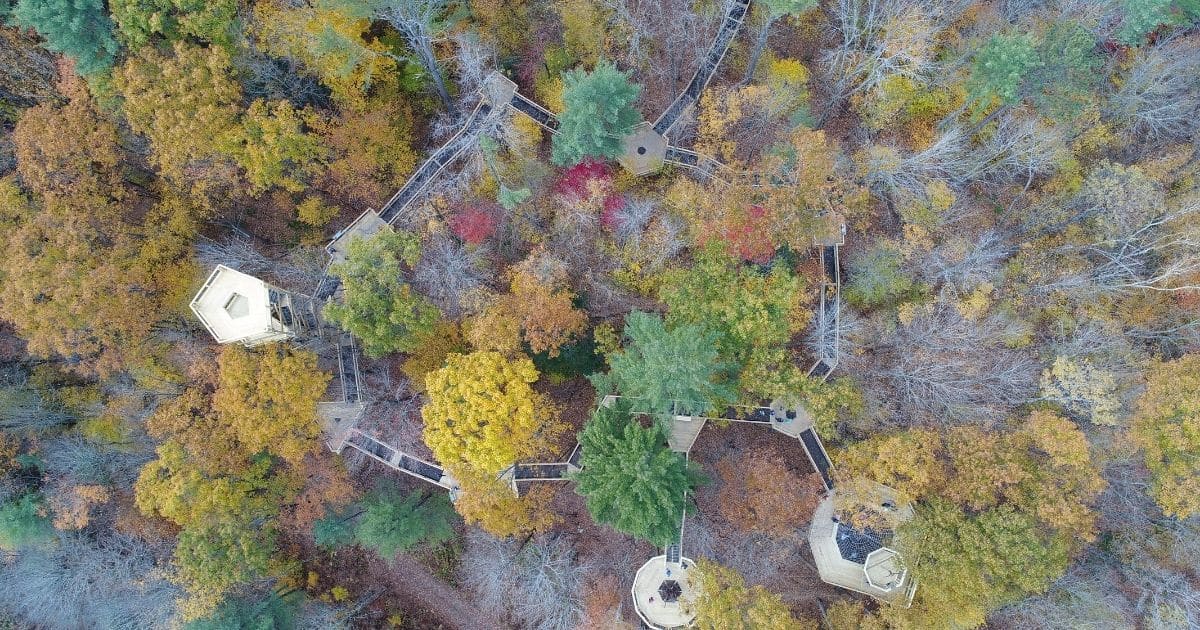 Aerial view of the forest canopy walkway at the Vermont Institute of Natural Science Nature Center.