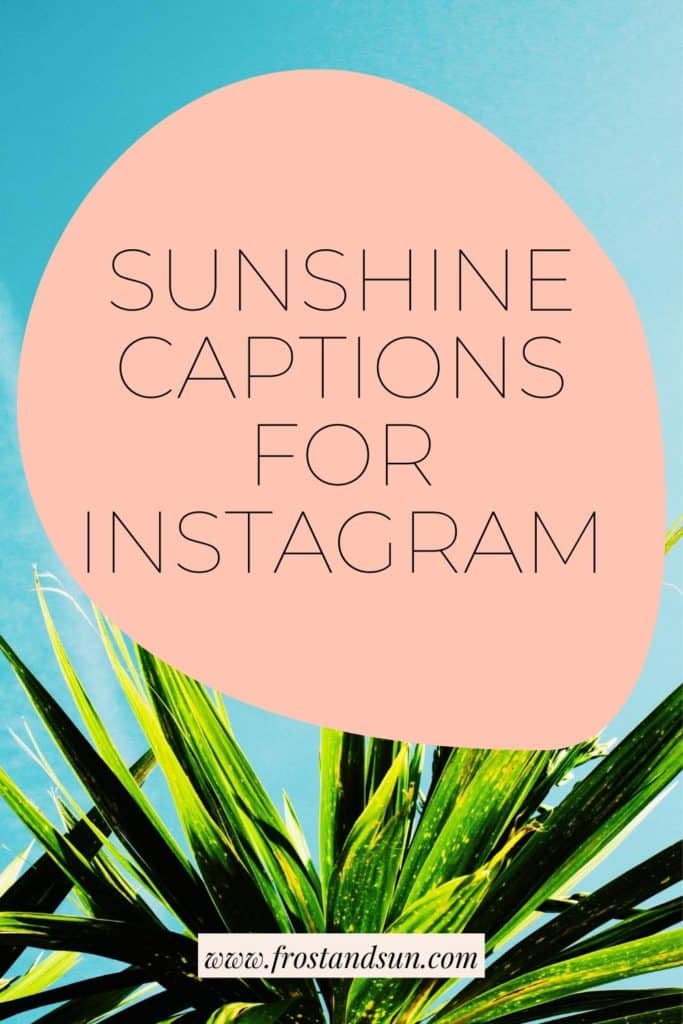 Photo of an agave plant in the sun. Text overlay reads "Sunshine Captions for Instagram."