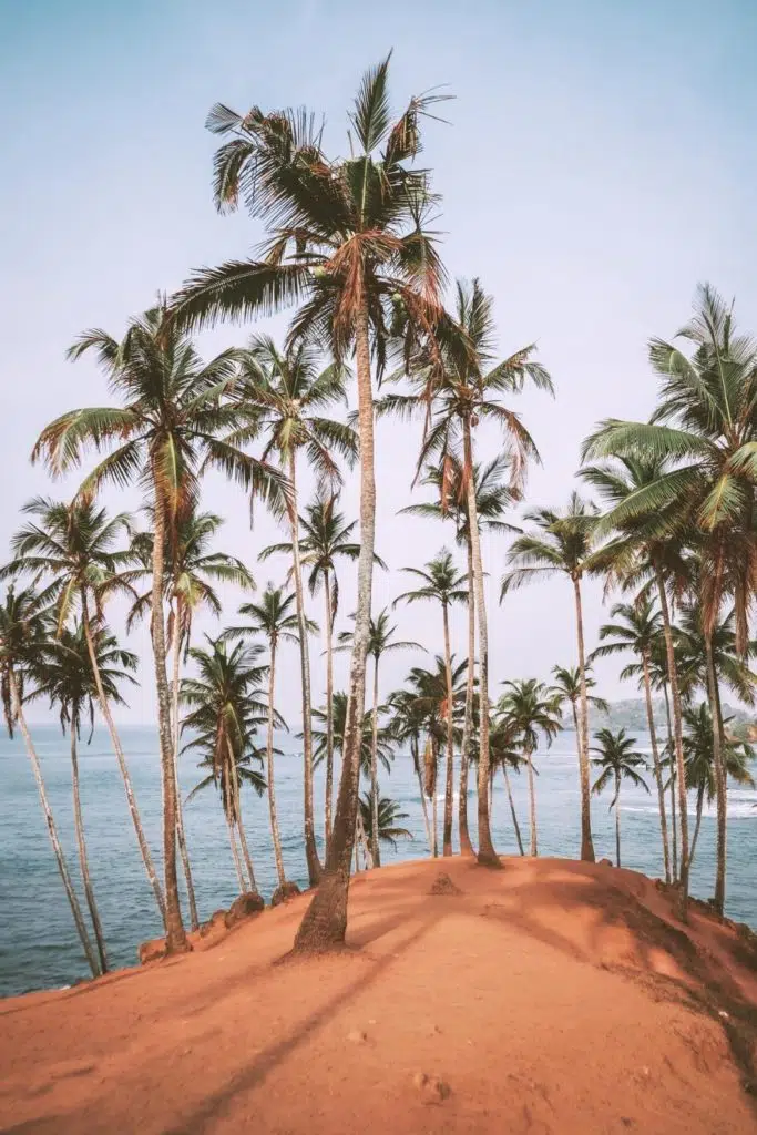 Photo of the infamous coconut tree hill at Mirissa Beach.