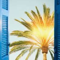 Photo of a palm tree through a window with open shutters with the sunshine poking through tree.