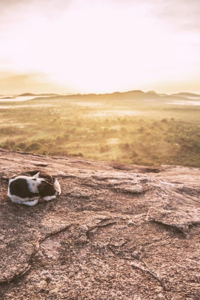 Photo of the view from the top of Pidurangala Rock with a stray dog napping in the sun.