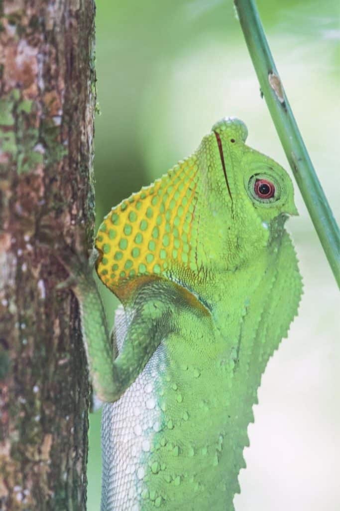 Photo of a lizard in Sinharaja Forest Reserve.