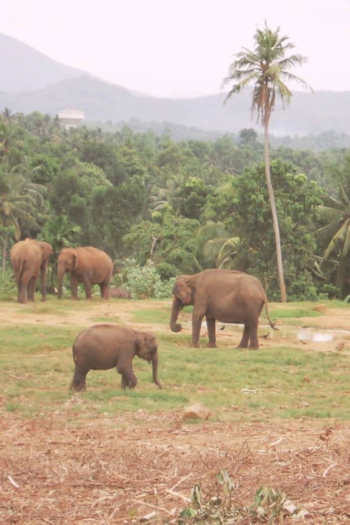 Photo of elephants roaming in the wild.