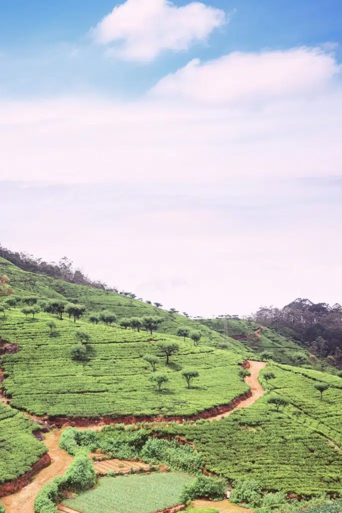 Photo of a tea plantation.