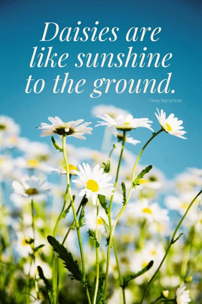 Closeup photo of daisies on a sunny day. A sunshine caption above the photo reads "Daisies are like sunshine to the ground. - Drew Barrymore"