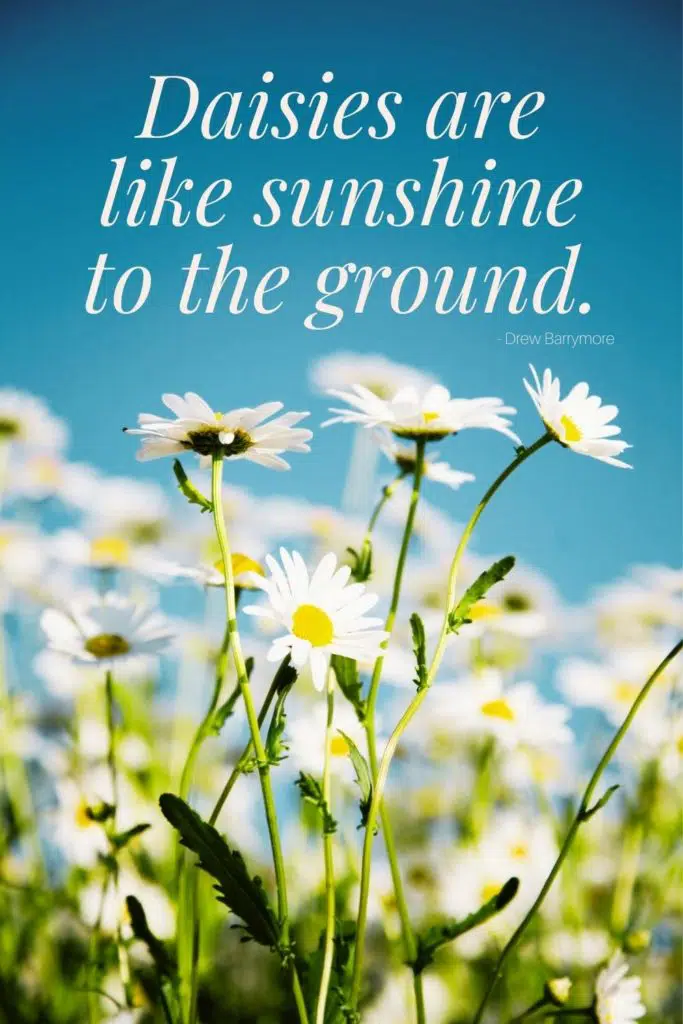 85+ Lovely Sunshine Quotes & Captions for Instagram