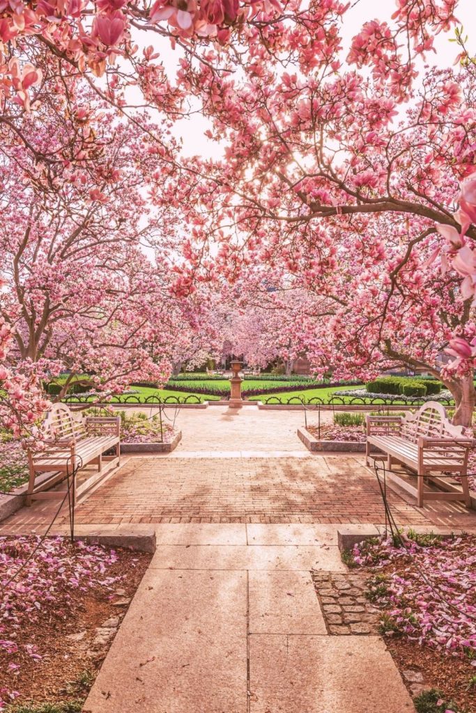 Photo of a small garden filled with flowering cherry blossom trees.