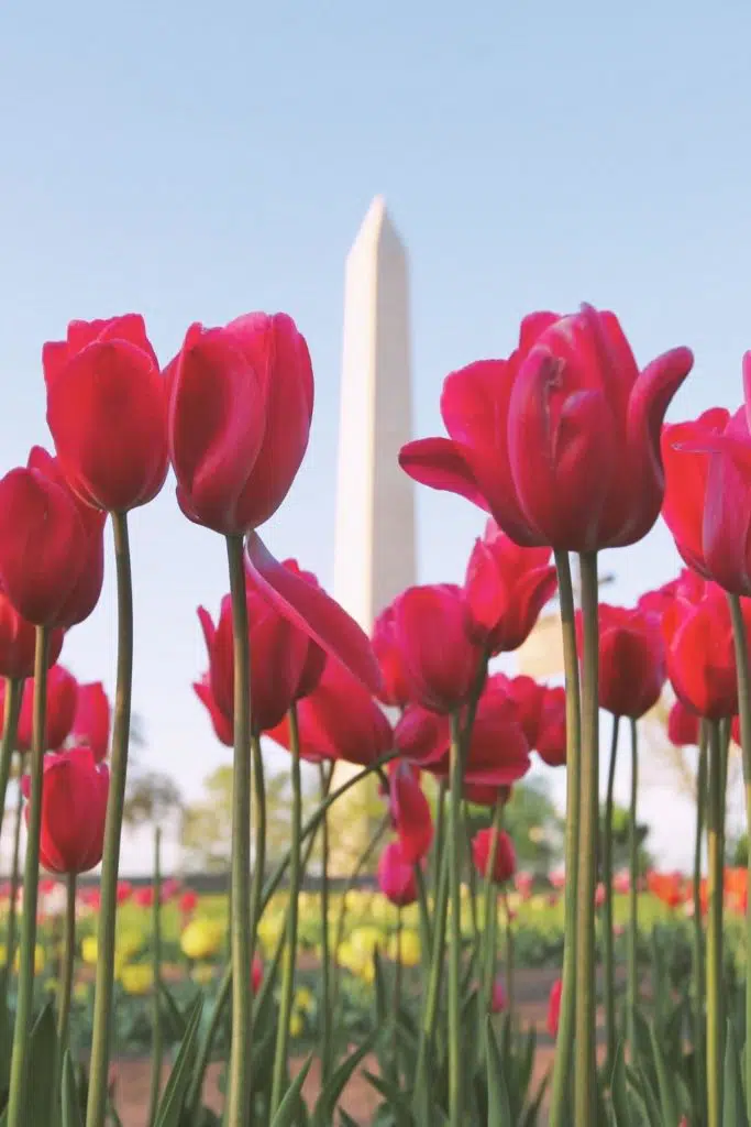 Photo of the Washington Monument through blooming tulips.