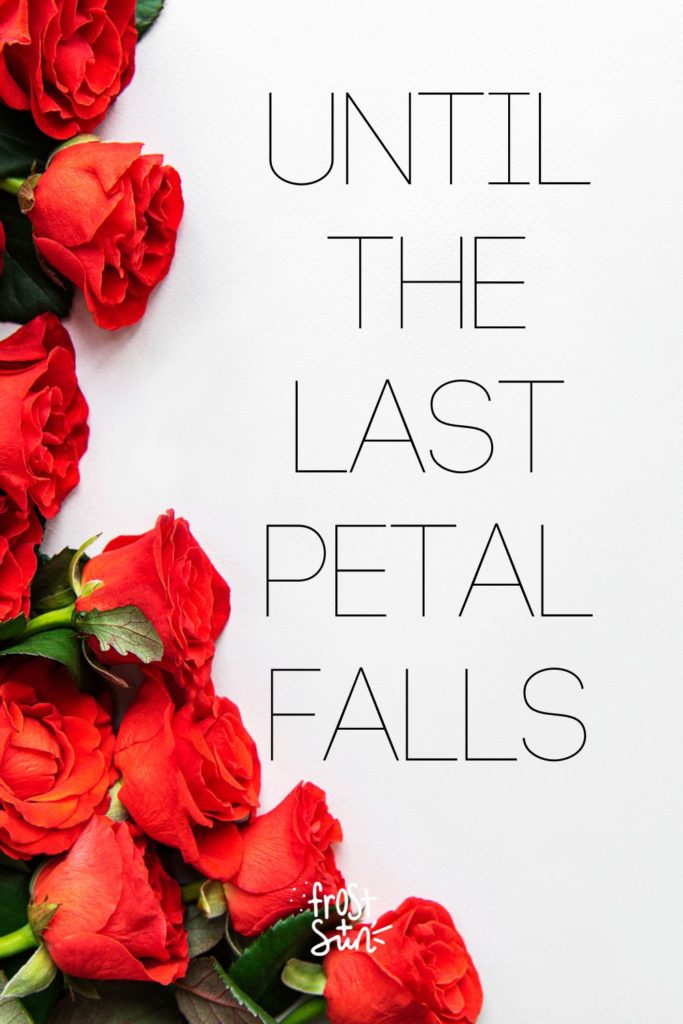 Closeup of a bunch of red roses. Text overlay reads "Until the Last Petal Falls."