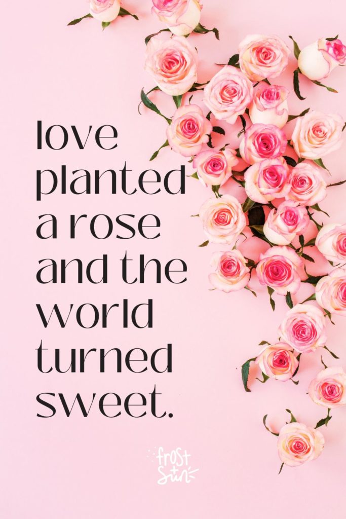 Photo of pink roses with a quote typed next to it that says "Love planted a rose and the world turned sweet."