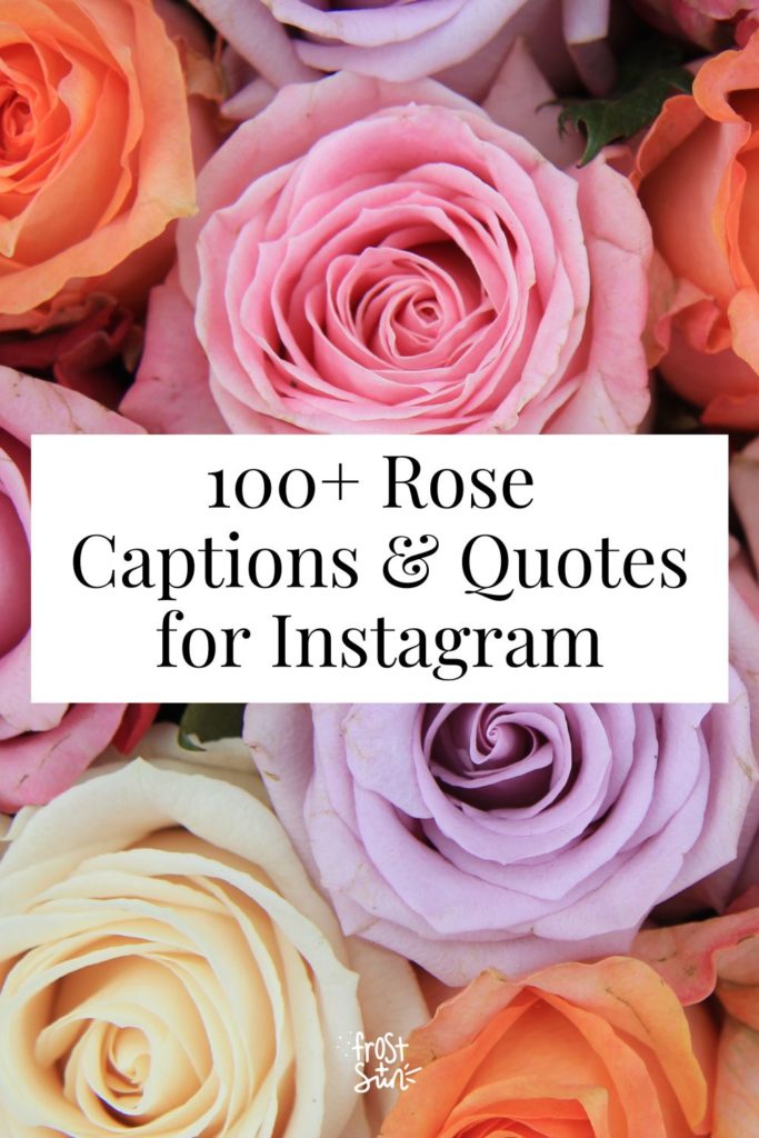 Closeup of purple, pink, and orange roses. Text in the middle reads "100+ Rose Captions & Quotes for Instagram."