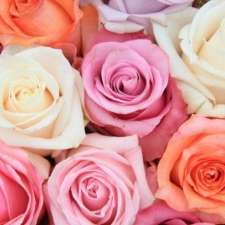 Closeup of orange, white, purple, and pink roses.