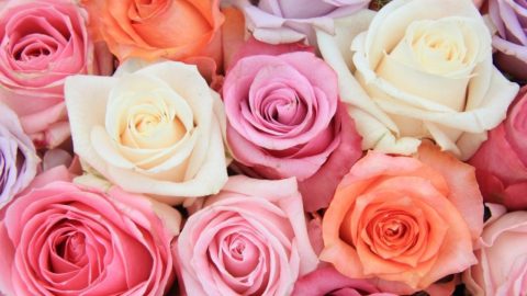 100 Gorgeous Rose Captions for Instagram